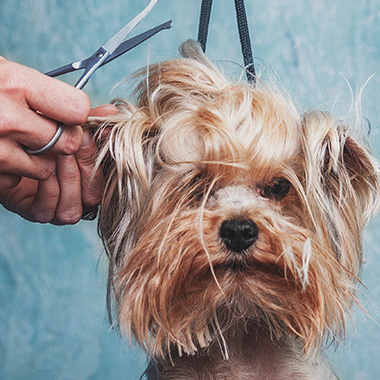 dog getting groomed with scissors showing two hands and a messy hairstyle
