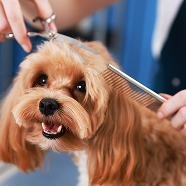 happy dog receiving grooming with scissors and comb in a pet salon